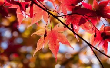 班主任工作总结10月5篇