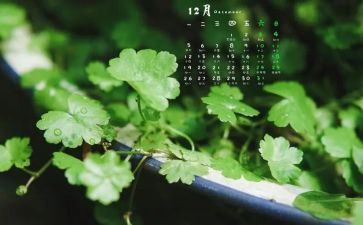 12月的计划工作计划8篇