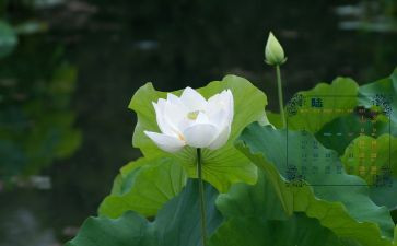 幼儿园6月份的工作总结优质5篇