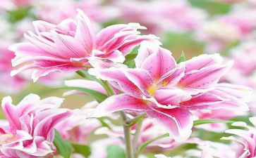 百合花作文推荐6篇