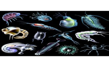 生物的进化教学反思7篇