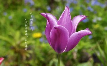 教师八月份工作总结8篇