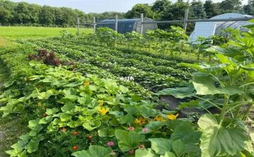 我种菜作文优秀8篇