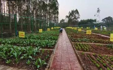 菜市场调研的心得体会5篇