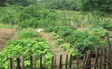 我种菜作文推荐8篇
