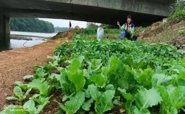 我种菜作文8篇