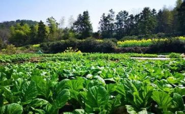 音乐活动《买菜》教案8篇