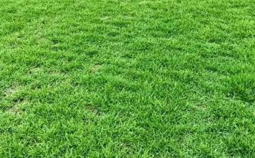 幸福草的作文7篇