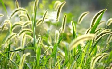 草古诗教案小班教案8篇