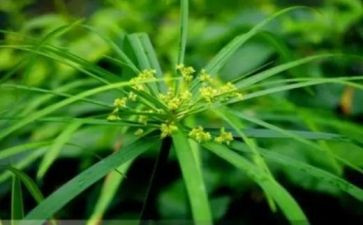 仿写草原的作文5篇