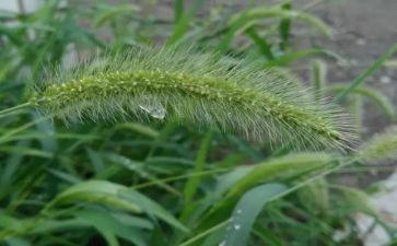 除草心得体会5篇