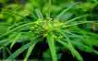 拔草的劳动心得体会5篇