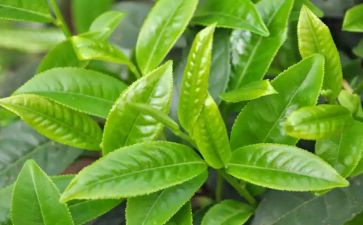 茶的心得体会500字6篇