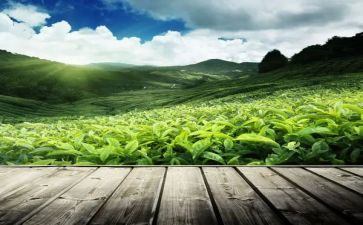奶茶店的工作计划7篇