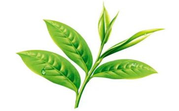 喝奶茶心得体会5篇