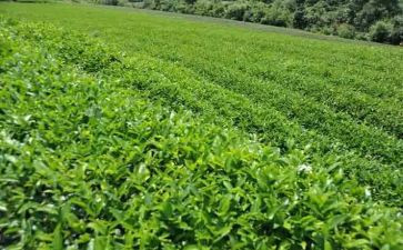 看茶艺心得体会6篇