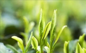 拍摄茶心得体会5篇