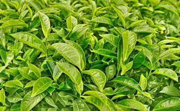 以茶为题的作文7篇