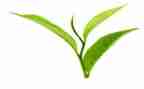 茶企业调研心得体会5篇