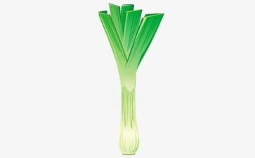 葱的调查报告精选5篇