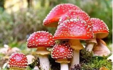禁毒法的心得体会推荐6篇