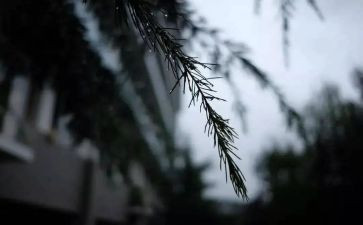 风雨我作文5篇