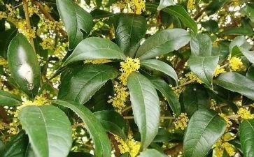 种桂花树作文参考5篇