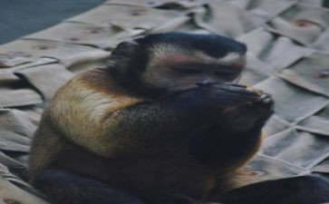 小猴子下山的教案7篇