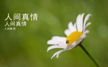真情.作文6篇