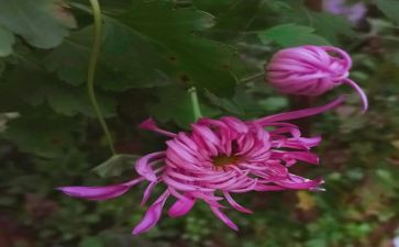 菊花幼儿园教案7篇