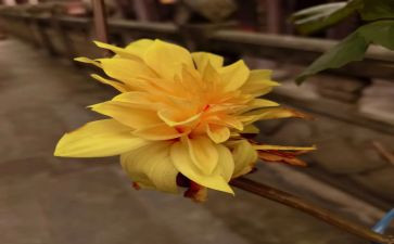 菊花的作文300字6篇