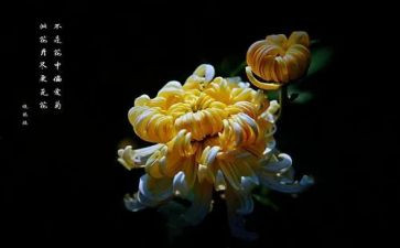 看菊花作文六年级作文7篇