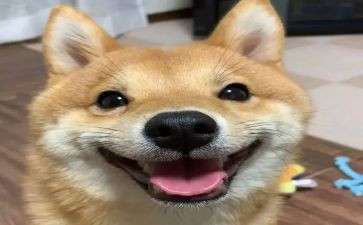 开心树中班教案8篇
