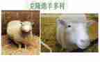 我被克隆作文400字7篇