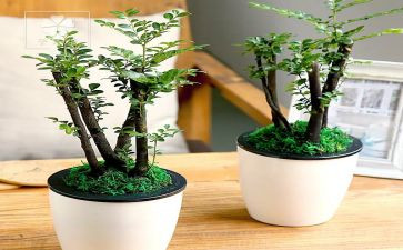 读绿野仙踪心得体会7篇