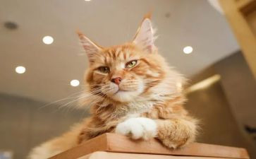 小猫真有趣的作文7篇
