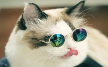 关于猫的调查报告优质6篇