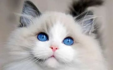 藏猫猫藏猫猫教案8篇