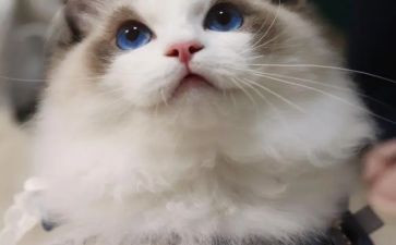 猫心得体会作文8篇