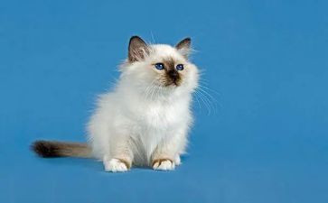 关于猫的调查报告精选8篇