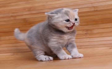 功夫熊猫作文7篇