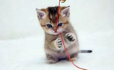 找小猫的教案优质7篇