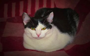 大班美术猫教案6篇