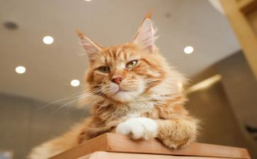怕老鼠的猫童话作文5篇