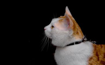 小猫爱游戏教案7篇
