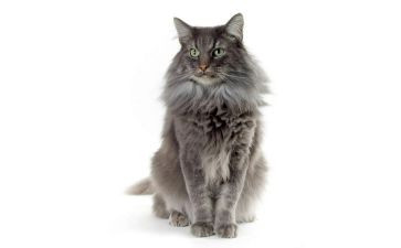 熊猫的作文400字最新8篇