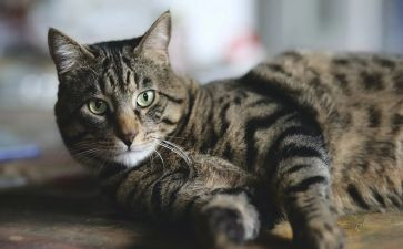 我和猫作文500字8篇