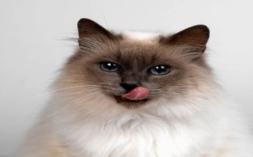小猫真有趣的作文优质6篇