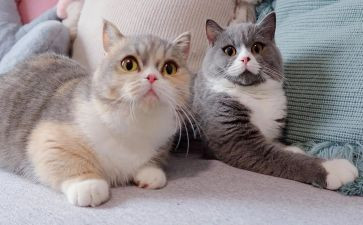 功夫熊猫的作文7篇