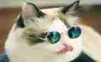 大班美术猫教案模板5篇